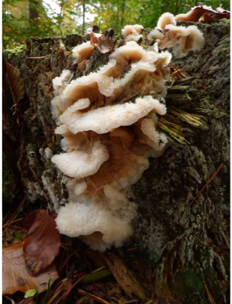 Mature bracket-shaped fruit bodies on oak in the New Forest, UK.
